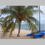 020 Jaguar Reef Lodge - Coconuts.JPG